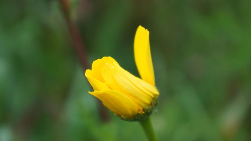 Close-up of yellow flower