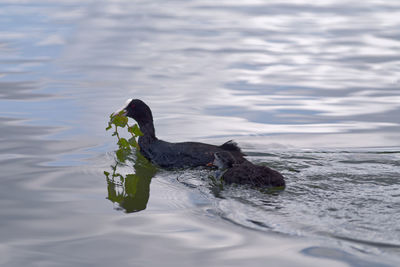Eurasian coot with their chick swimming in lake