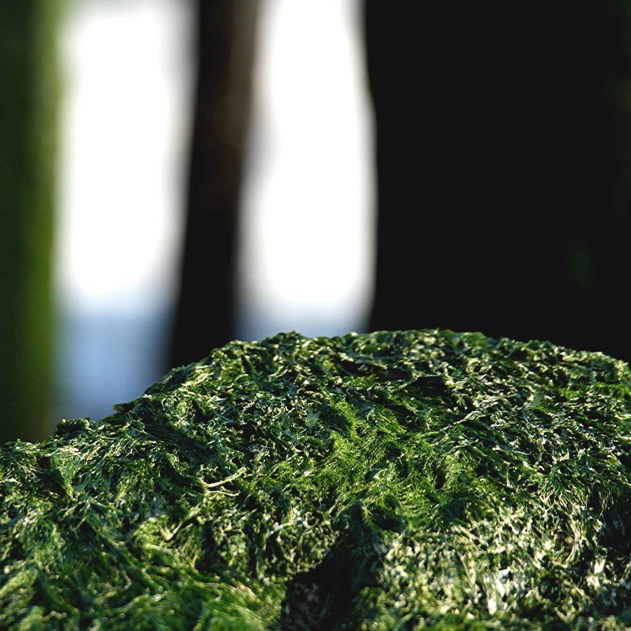 growth, green color, close-up, nature, selective focus, focus on foreground, leaf, plant, moss, tranquility, beauty in nature, growing, sunlight, no people, outdoors, tree, day, green, natural pattern, textured