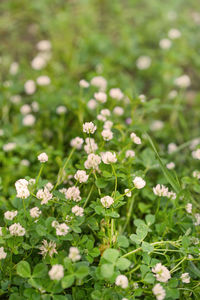 Close-up of white flowering plants on field