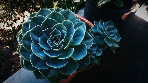 High angle view of cactus plant