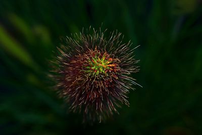 Close-up of spiked plant