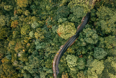 Aerial view of road amidst trees in forest