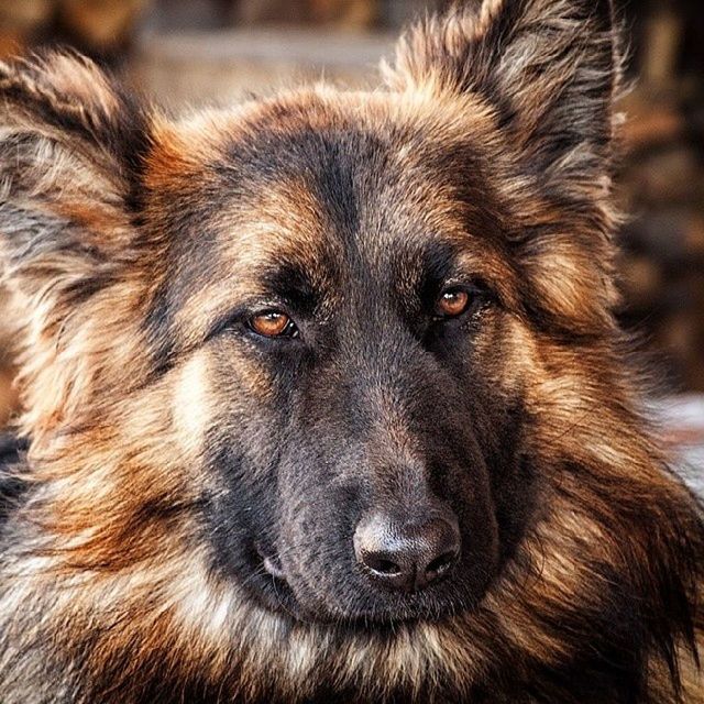 animal themes, one animal, mammal, dog, domestic animals, pets, focus on foreground, animal head, close-up, portrait, looking at camera, animal body part, animal hair, snout, no people, day, zoology, outdoors, front view