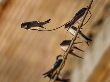 House martin, delichon urbicum, perched on some cables, in the town of bellus, spain