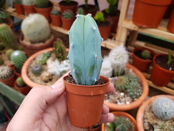 Close-up of hand holding potted plant