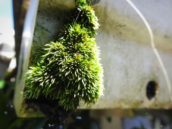 Close-up of fresh green plant