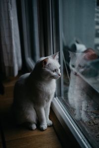 Cat looking away while sitting on window