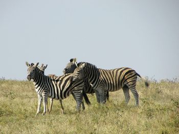 Zebras on field against clear sky