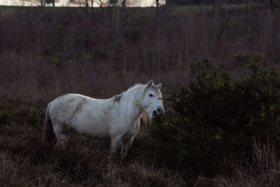 Horse standing on field