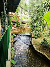 Bridge over river in forest