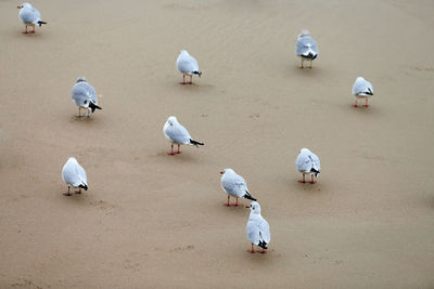 Seagulls walking on seashore. black-headed gulls, walking on beach. chroicocephalus ridibundus