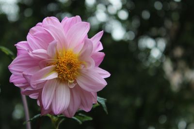 Close-up of pink flower