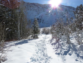 Snow covered land and trees against sky