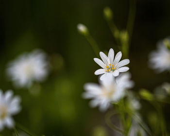 Close-up of white flowering plant