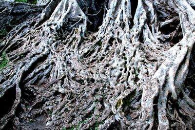 Full frame shot of tree roots