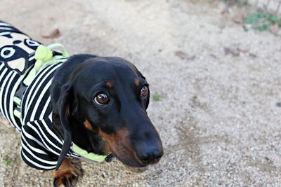 High angle view of dog looking away