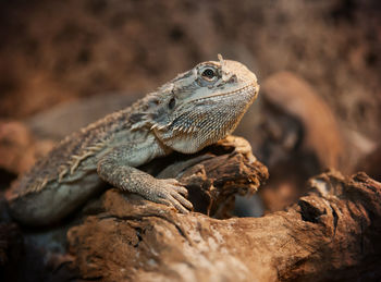 Close-up of bearded dragon on wood