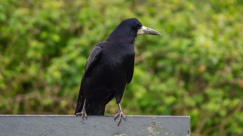 Black bird perching on a railing