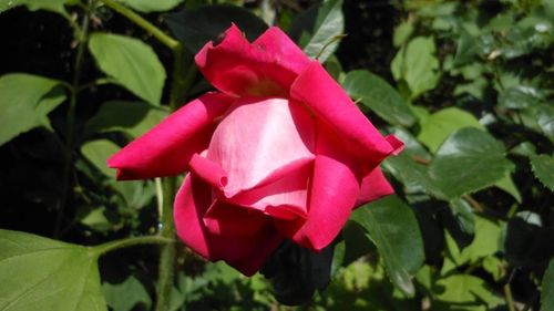 Close-up of pink rose