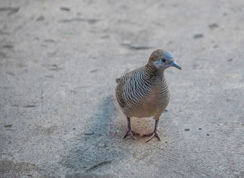 High angle view of a bird