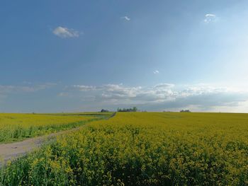 Scenic view of field against sky