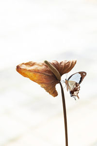 Close-up of butterfly and flower against white background