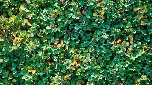 Full frame shot of ivy growing on field