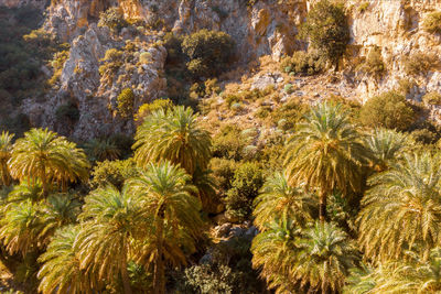 Plants growing on rock against trees