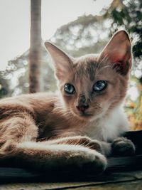 Close-up portrait of a cat