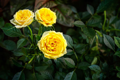Close-up of yellow rose flower