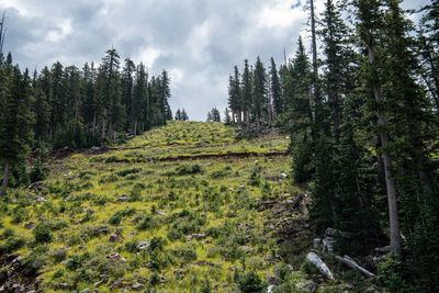 Pine trees in forest against sky