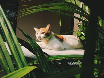 Cat sitting in a plant