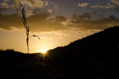 Silhouette plants on field against sky during sunset