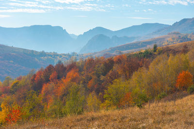 Scenic view of trees growing on mountains against sky during autumn