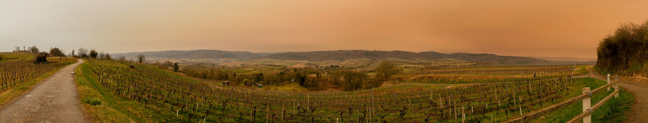 Scenic view of agricultural field against sky