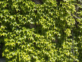 Full frame shot of fresh green plants