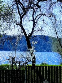 Bare tree by fence against blue sky