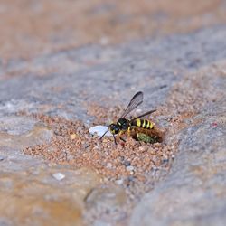 High angle view of wasp on field