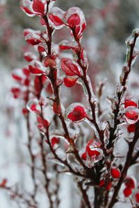 Close-up of frozen tree