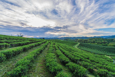 Scenic view of agricultural field against sky