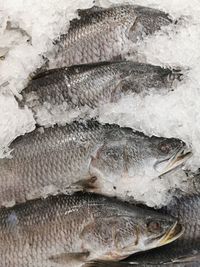 High angle view of fish for sale in market