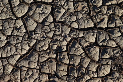 Full frame shot of dry twigs