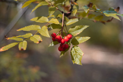 Close-up of red berries growing on tree