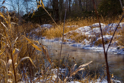 View of lake in forest
