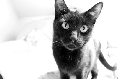 Close-up portrait of cat