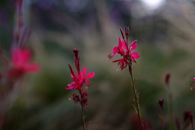 Close-up of pink flowering plant