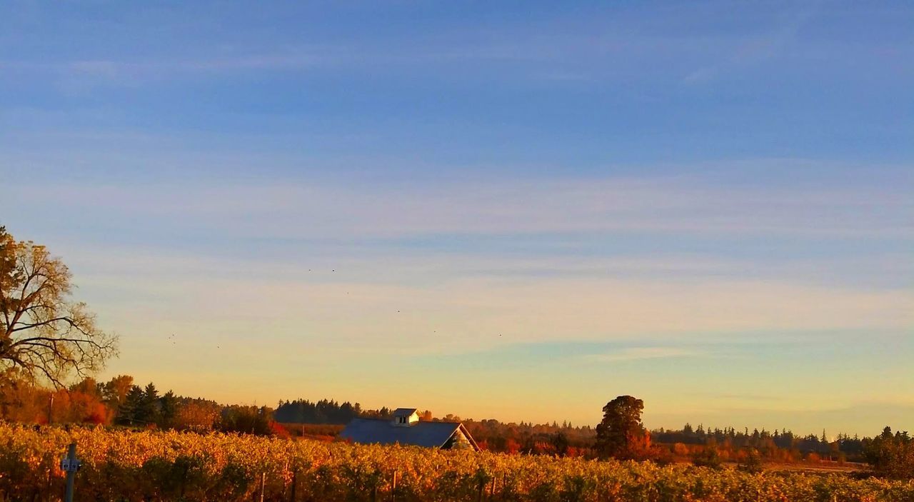 sky, field, land, plant, landscape, scenics - nature, beauty in nature, environment, tranquil scene, nature, tranquility, tree, non-urban scene, sunset, cloud - sky, growth, agriculture, no people, outdoors, rural scene