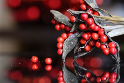 Close-up of cherries growing on plant