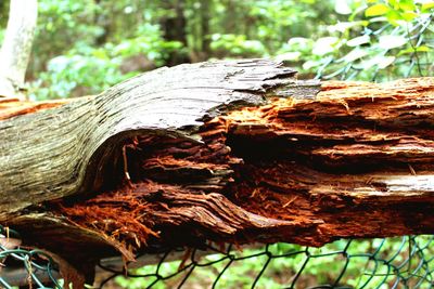 Close-up of leaves on tree trunk